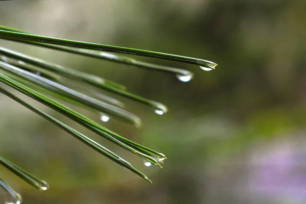 Fir Tree Branch Drops Water — Stock Photo, Image