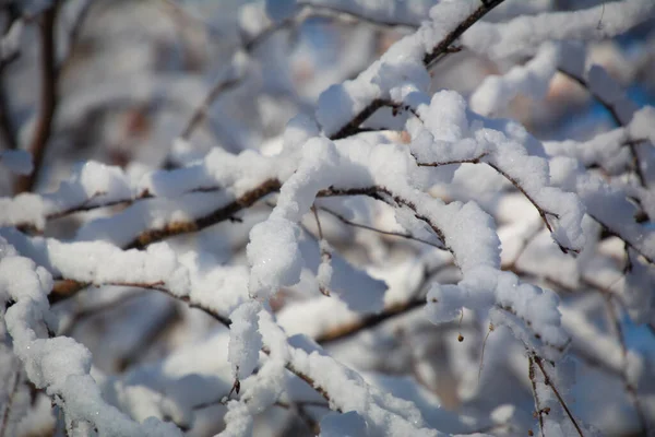 Árvores Cobertas Neve Parque — Fotografia de Stock