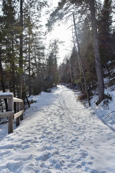 Essai Vide Belle Forêt Neige — Photo