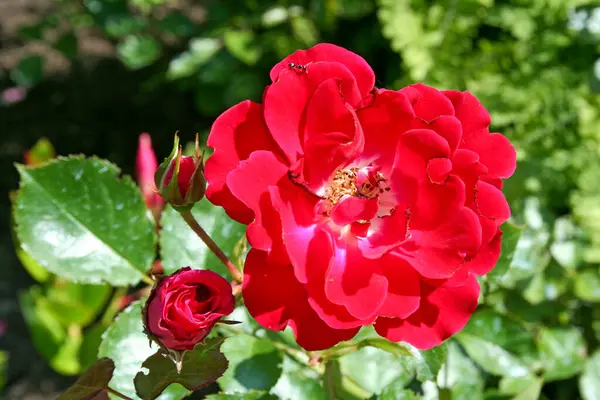 Belles Roses Rouges Dans Jardin — Photo