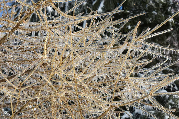 Vista Perto Galhos Árvores Congeladas Inverno Frio Canadense — Fotografia de Stock