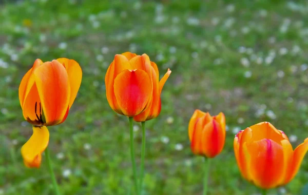 Schöne Tulpen Garten — Stockfoto