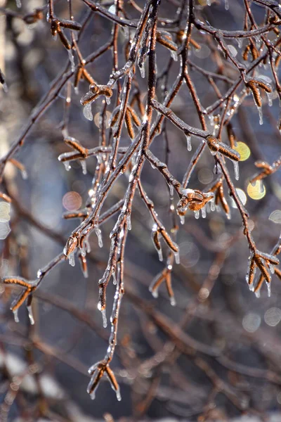 Крупним Планом Вид Замерзлі Гілки Дерева Холодну Канадську Зиму — стокове фото