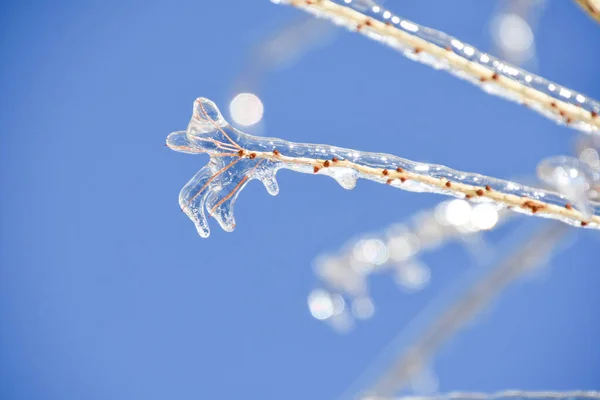 Vista Perto Galhos Árvores Congeladas Inverno Frio Canadense — Fotografia de Stock