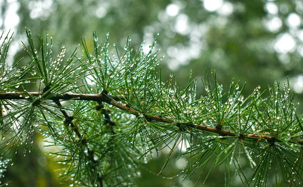 露の滴と緑のモミの木の枝 — ストック写真