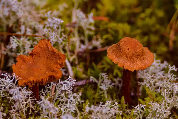 Herbstpilze Wilden Wald Quebec Kanada — Stockfoto