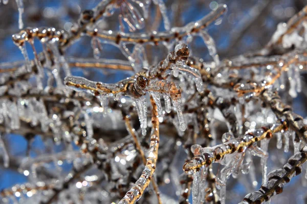 Close View Frozen Tree Branches Cold Canadian Winter — Stock Photo, Image