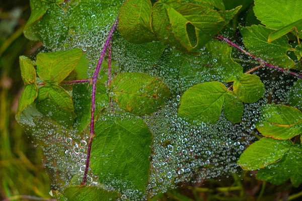 加拿大魁北克九月雨中的绿地 — 图库照片