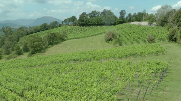 Viñedos Bodega Inniskillins Niagara Ontario Canadá — Foto de Stock