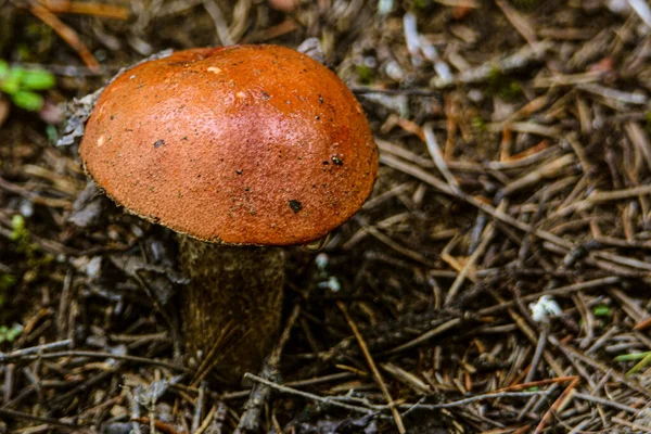 Herbstpilz Wilden Wald Quebec Kanada — Stockfoto