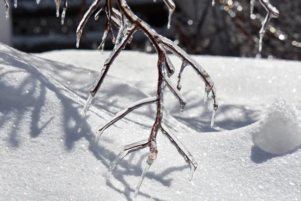 Vista Perto Galhos Árvores Congeladas Inverno Frio Canadense — Fotografia de Stock