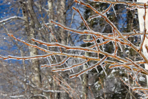 Vista Cerca Las Ramas Árboles Congelados Frío Invierno Canadiense —  Fotos de Stock