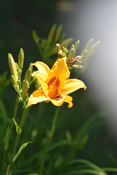 Красивые Желтые Цветы Лилии Саду — стоковое фото