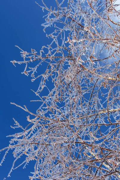 Árvores Congeladas Inverno Frio Canadense — Fotografia de Stock