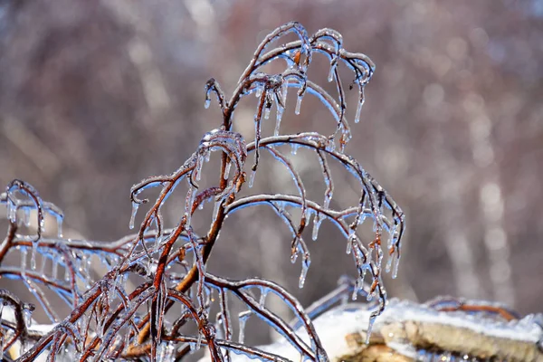 Vista Perto Galhos Árvores Congeladas Inverno Frio Canadense — Fotografia de Stock