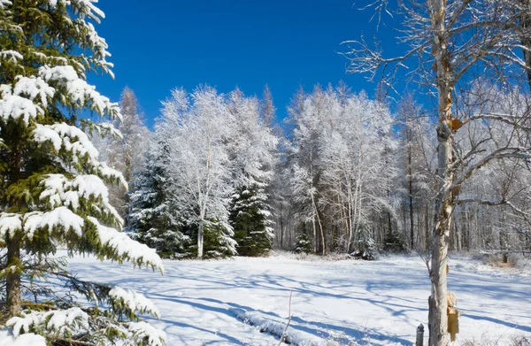 Beautiful View Snowy Winter Landscape — Stock Photo, Image