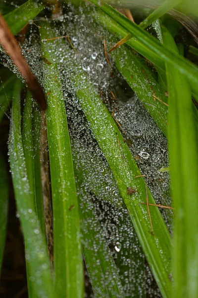 加拿大魁北克九月雨中的绿地 — 图库照片