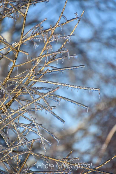 Vue Rapprochée Des Branches Arbres Gelés Dans Froid Hiver Canadien — Photo