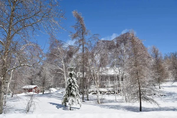 Fagyott Fák Hideg Kanadai Télen — Stock Fotó