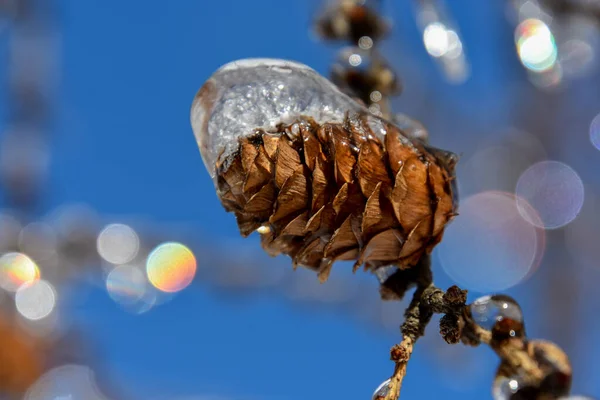 Cone Após Uma Tempestade Gelo Vista Perto — Fotografia de Stock