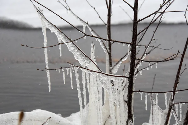 Замерзшие Деревья Холодную Канадскую Зиму — стоковое фото