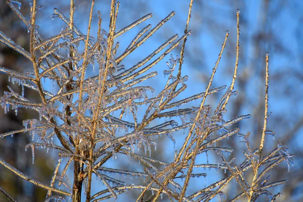 Vista Perto Galhos Árvores Congeladas Inverno Frio Canadense — Fotografia de Stock