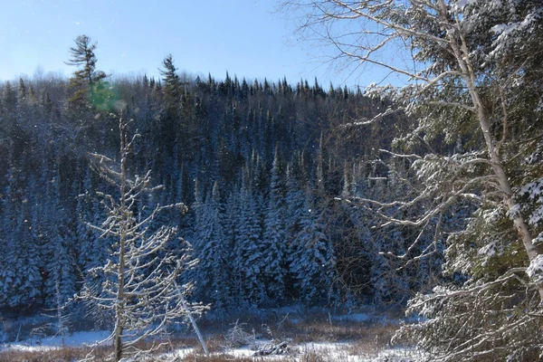 Frozen Trees Cold Canadian Winter — Stock Photo, Image