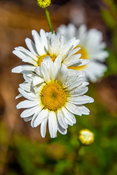 White Daisy Flowers Garden — Stock Photo, Image