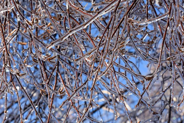 Vista Perto Galhos Árvores Congeladas Inverno Frio Canadense — Fotografia de Stock