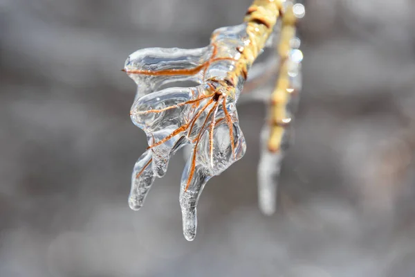 Vista Perto Galhos Árvores Congeladas Inverno Frio Canadense — Fotografia de Stock