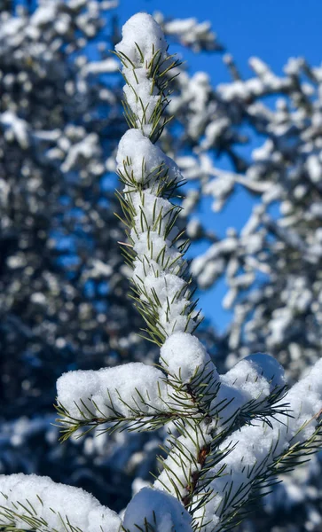 Paisaje Invernal Con Árboles Cubiertos Nieve —  Fotos de Stock