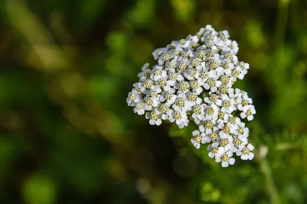 Flores Brancas Jardim — Fotografia de Stock