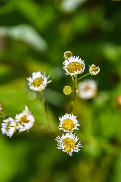 Flores Blancas Hierba Verde —  Fotos de Stock