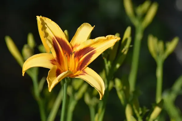 Желтые Цветы Лилии Саду — стоковое фото