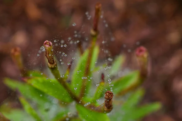 Verde Bajo Lluvia Septiembre Quebec Canadá —  Fotos de Stock