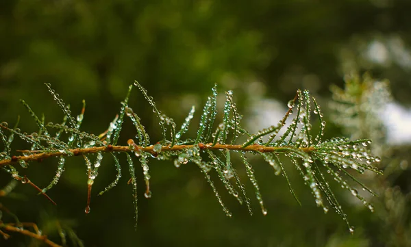 モミの木の枝に露が落ちる — ストック写真