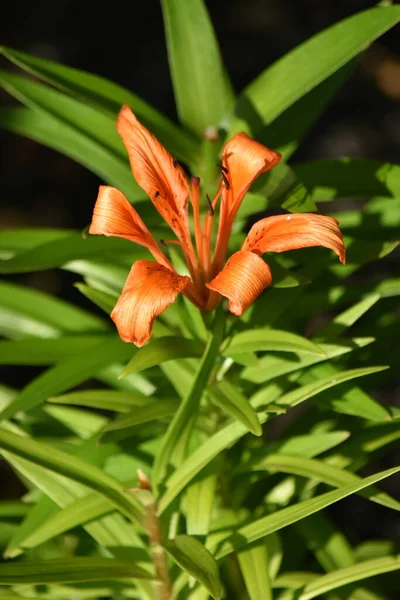 Beautiful Lily Flower Garden — Stock Photo, Image