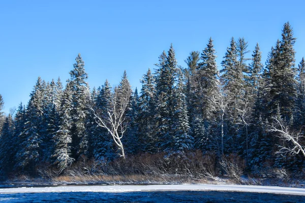 Paisagem Inverno Com Árvores Cobertas Neve Rio — Fotografia de Stock