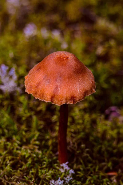 Autumn mushroom in wild forest in Quebec, Canada