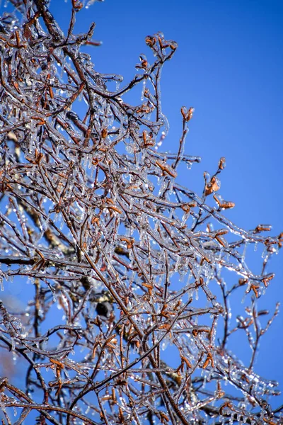 Vista Perto Galhos Árvores Congeladas Inverno Frio Canadense — Fotografia de Stock