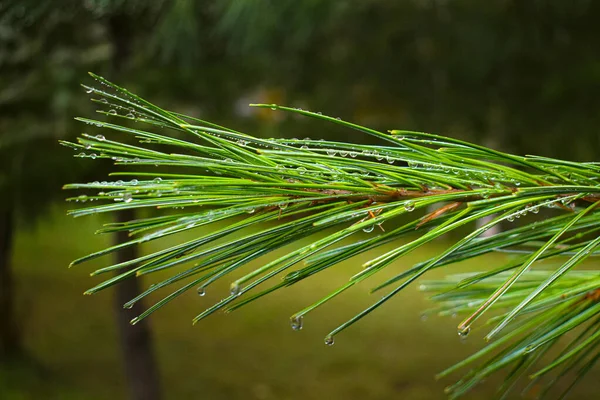 Ramo Abete Verde Con Gocce Rugiada — Foto Stock