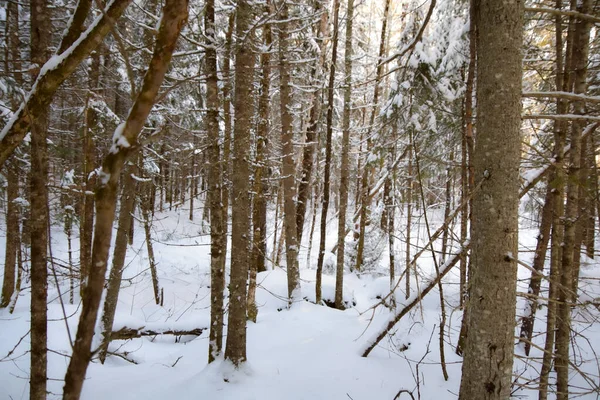 Árboles Congelados Frío Invierno Canadiense —  Fotos de Stock