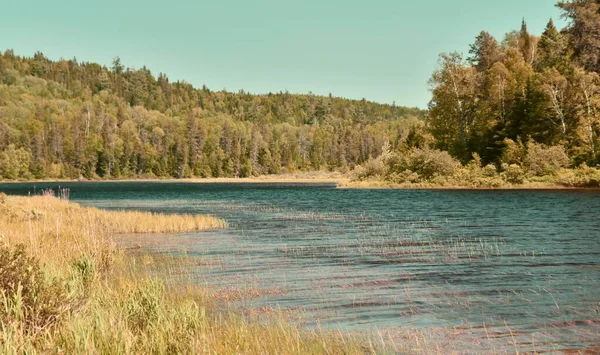 Літній Пейзаж Річкою Деревами — стокове фото