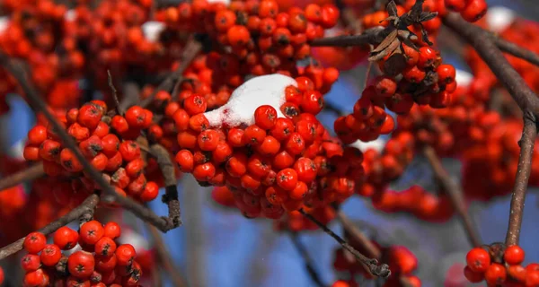 Small Berries Tree Canadian Winter — Stock Photo, Image