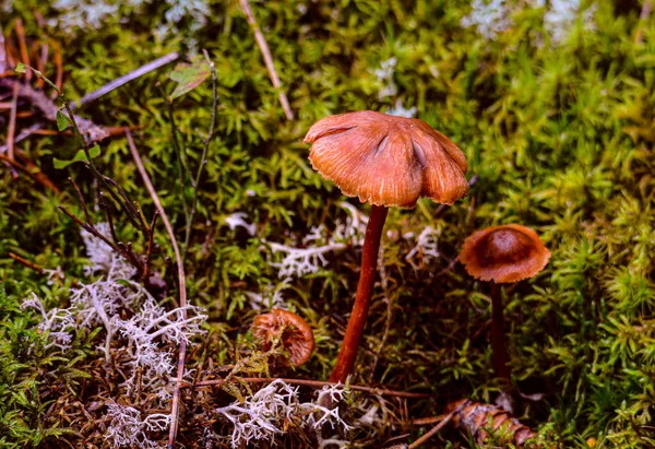 加拿大魁北克野生森林中的秋季蘑菇 — 图库照片