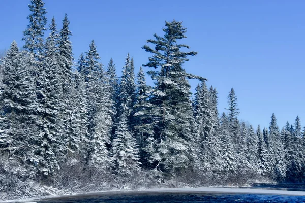 Vinterlandskap Med Snötäckta Träd Och Älv — Stockfoto