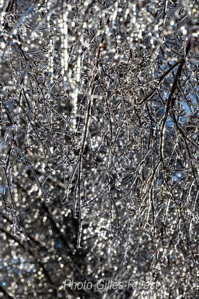 Árboles Congelados Frío Invierno Canadiense — Foto de Stock