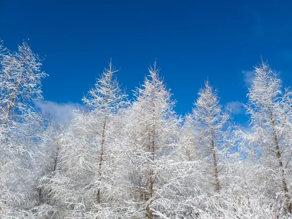 Frozen Trees Cold Canadian Winter — Stock Photo, Image