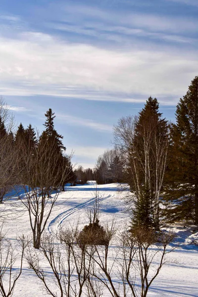 Soğuk Kanada Kışında Donmuş Ağaçlar — Stok fotoğraf