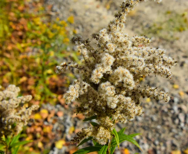 Close View Beautiful Autumn Plant — Stock Photo, Image